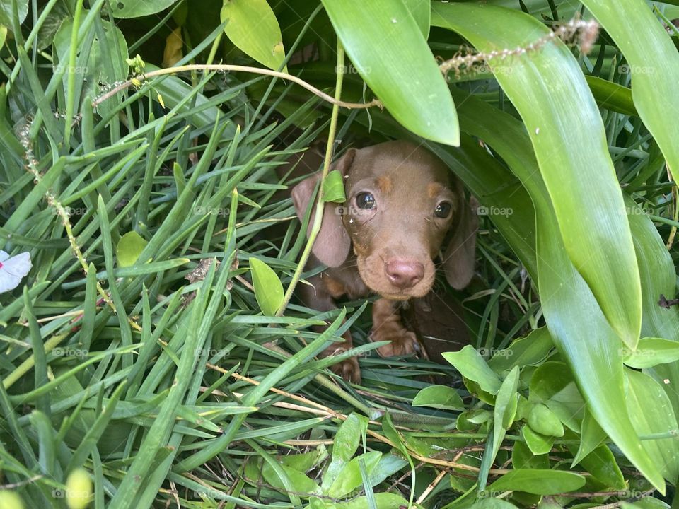 Baby hiding in bush