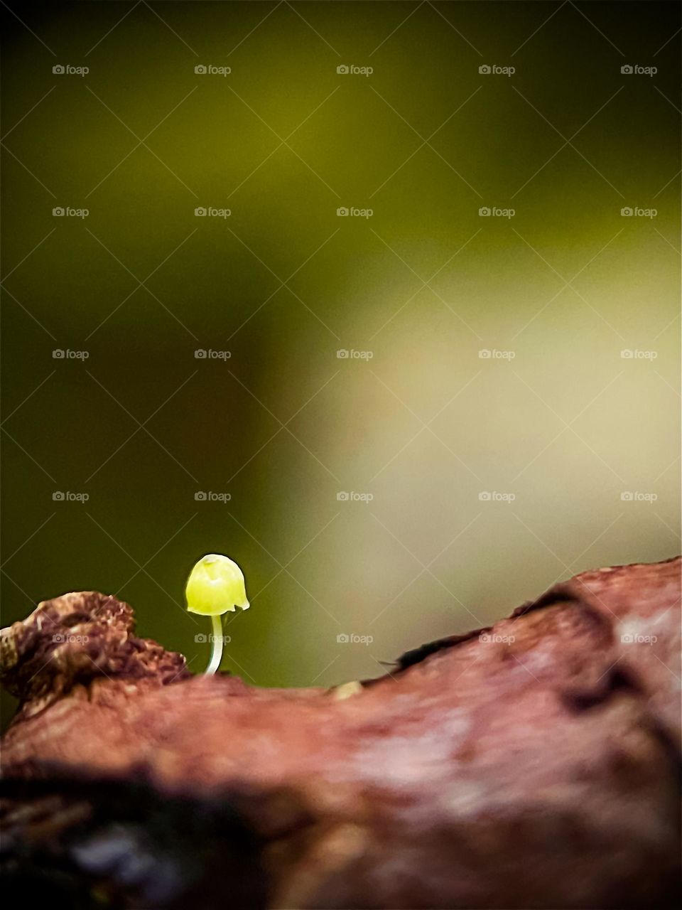 Macro view of an isolated wild mushroom on an old bark in the forest 