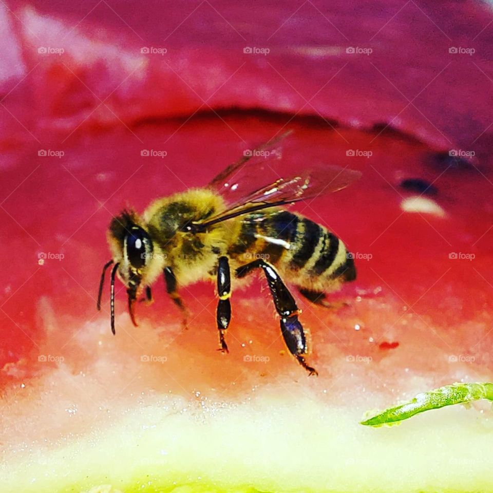 and the bee would like to taste the watermelon