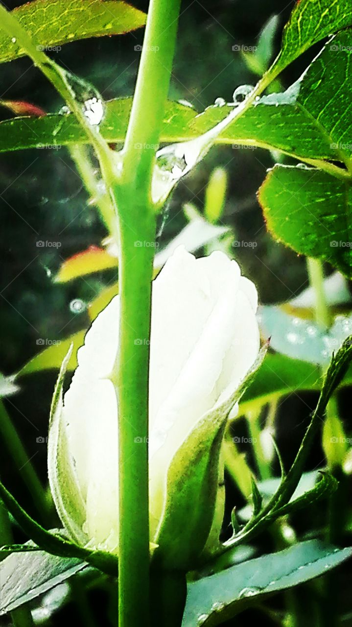 In the garden, after rain..