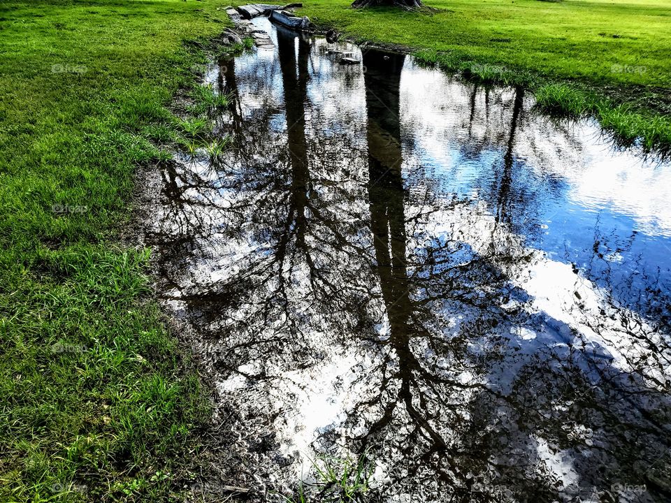 Mature cypress trees and blue sky whith clouds reflecting in a stream of water surrounded by bright green grass.