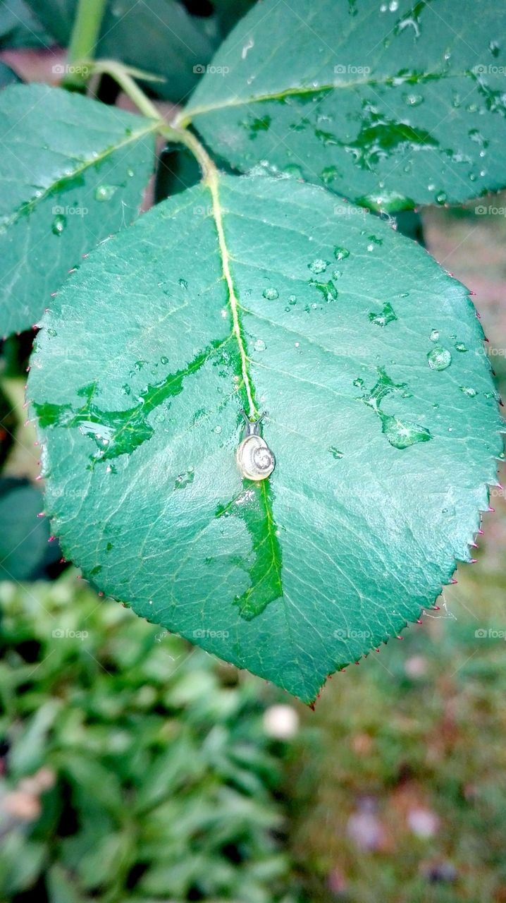 In the garden, after rain.. Snail on the leaf..