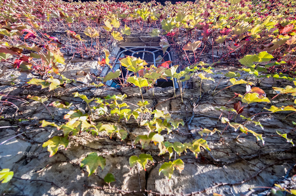 Castel and Autumn scene