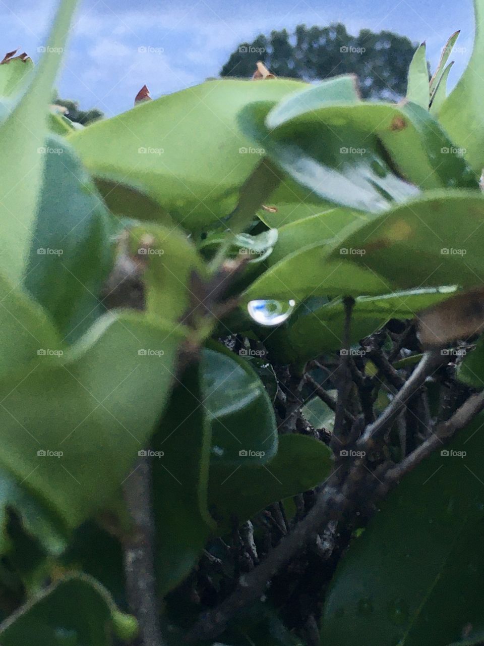 Raindrop hanging from a leaf 🍁