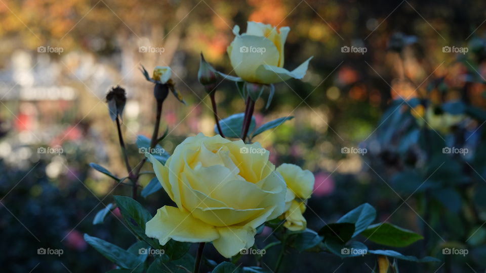 Yellow Rose in Garden. Love, happiness, wedding