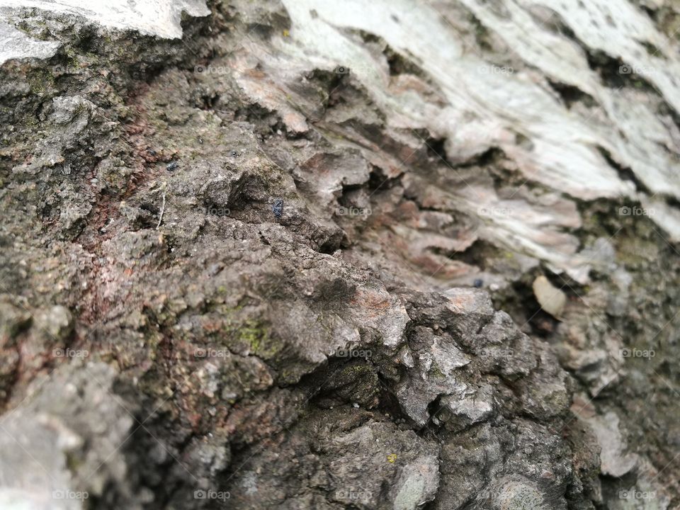 bark texture