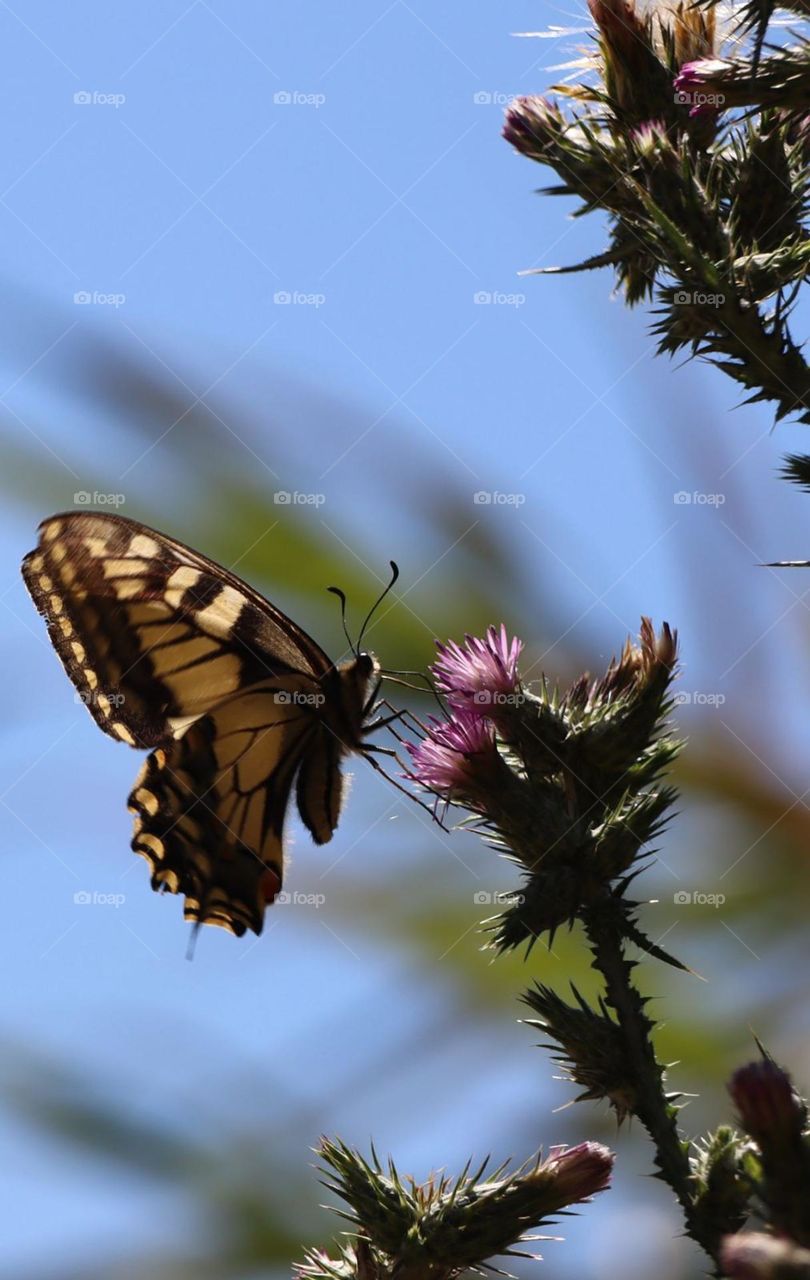 Swallowtail