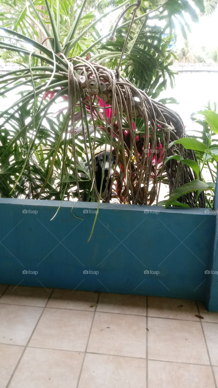 entre as costelas de adão surge um latido