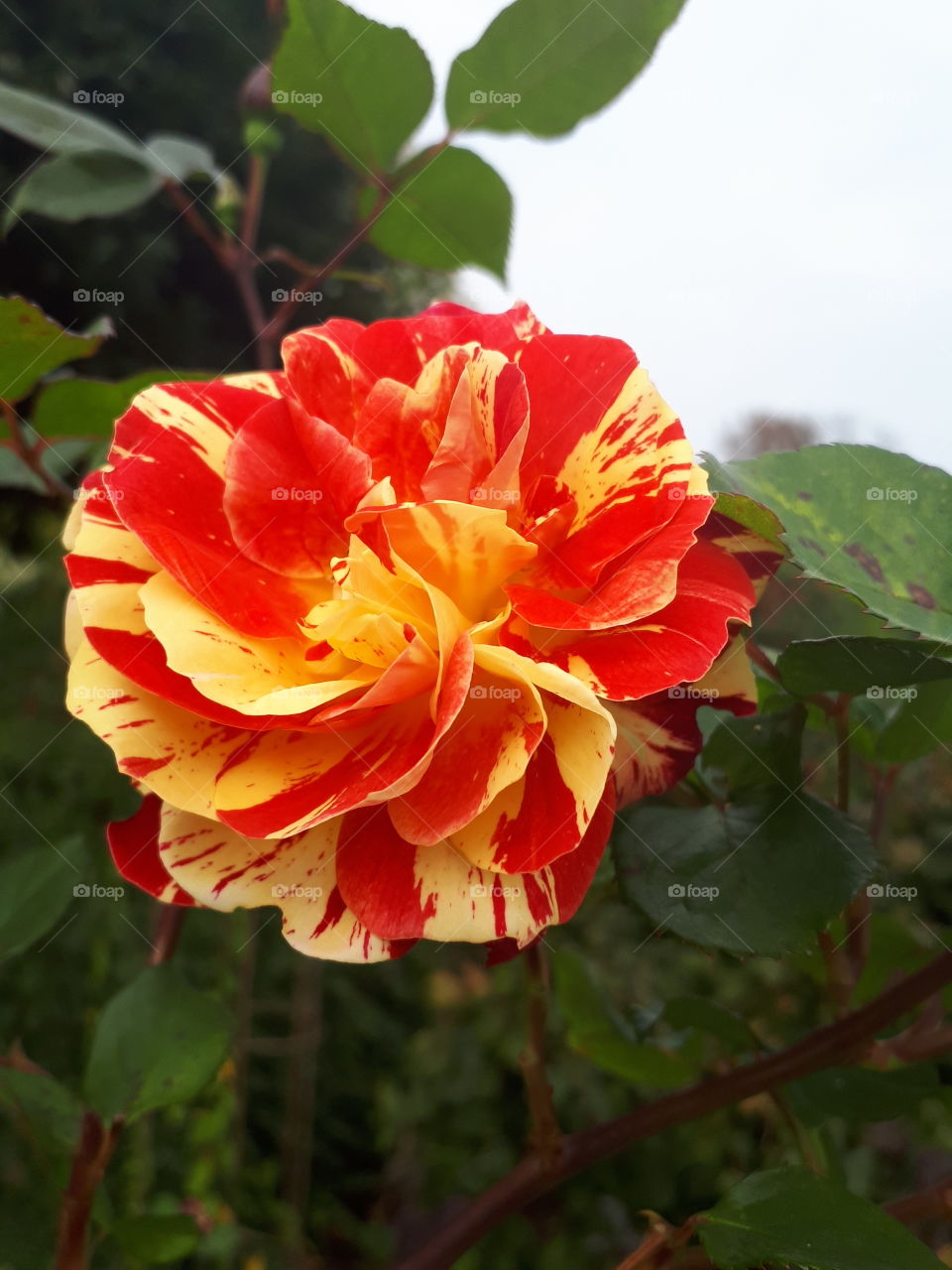 Nature, Leaf, No Person, Flower, Flora