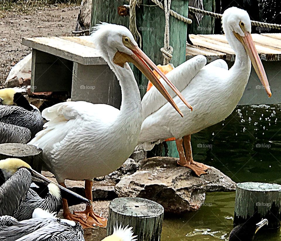 Pelicans 