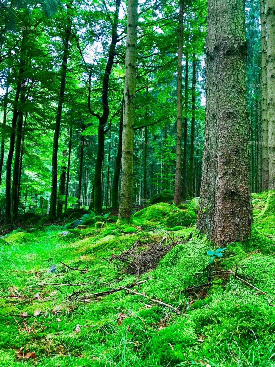 Fresh air in the forrest