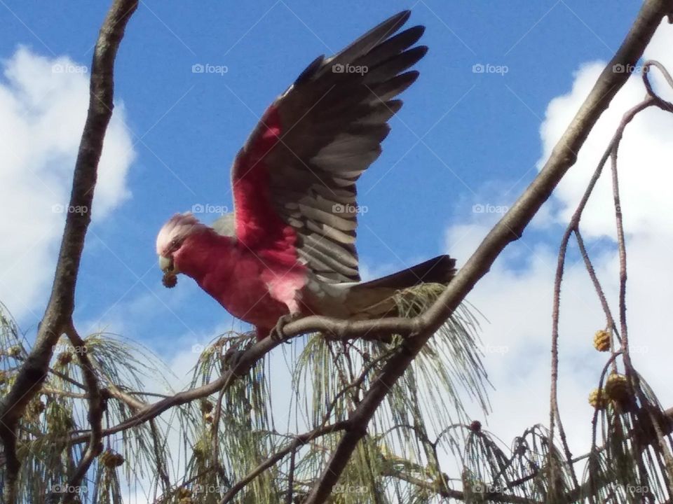 pink and grey galah in tree with wings outspread