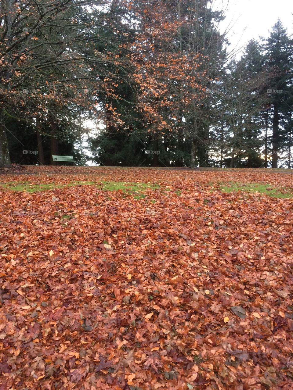 Lonely bench 