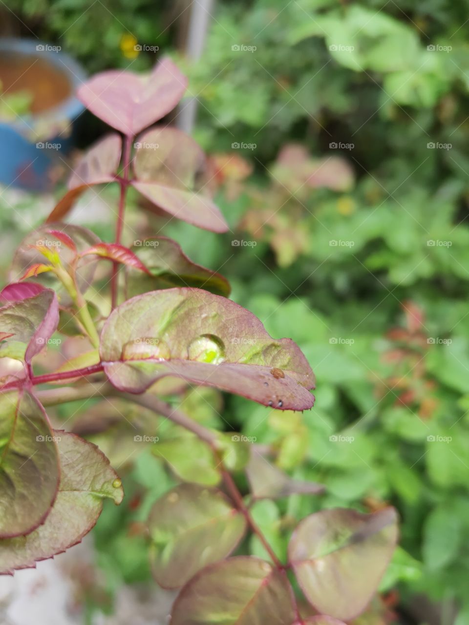 first sign of an autumn.