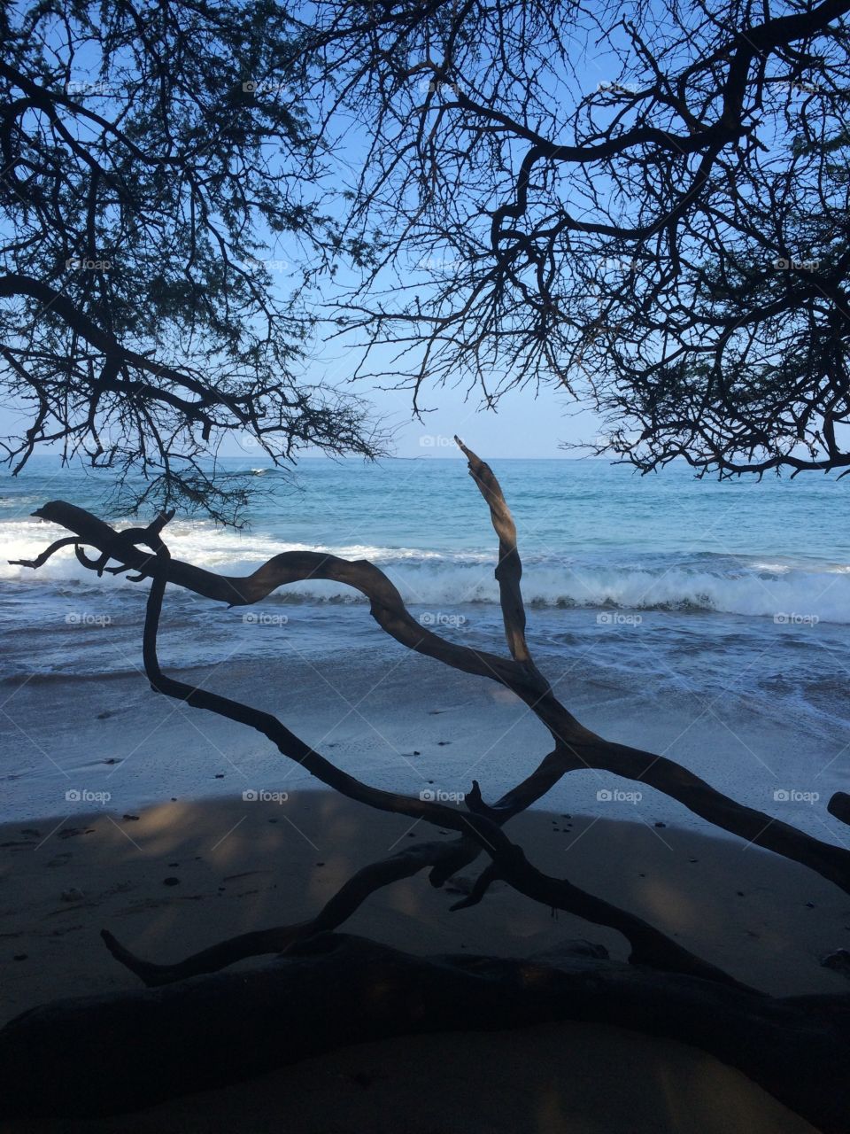 A Hawaiian beach, with the ocean and its waves seen through branches.