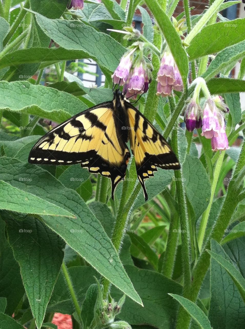 Butterfly on flowers