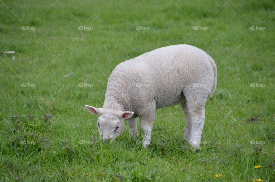 Lamb Eating Grass