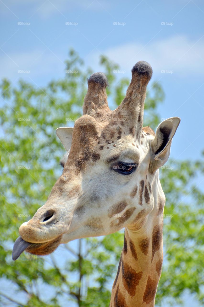 portrait of a giraffe