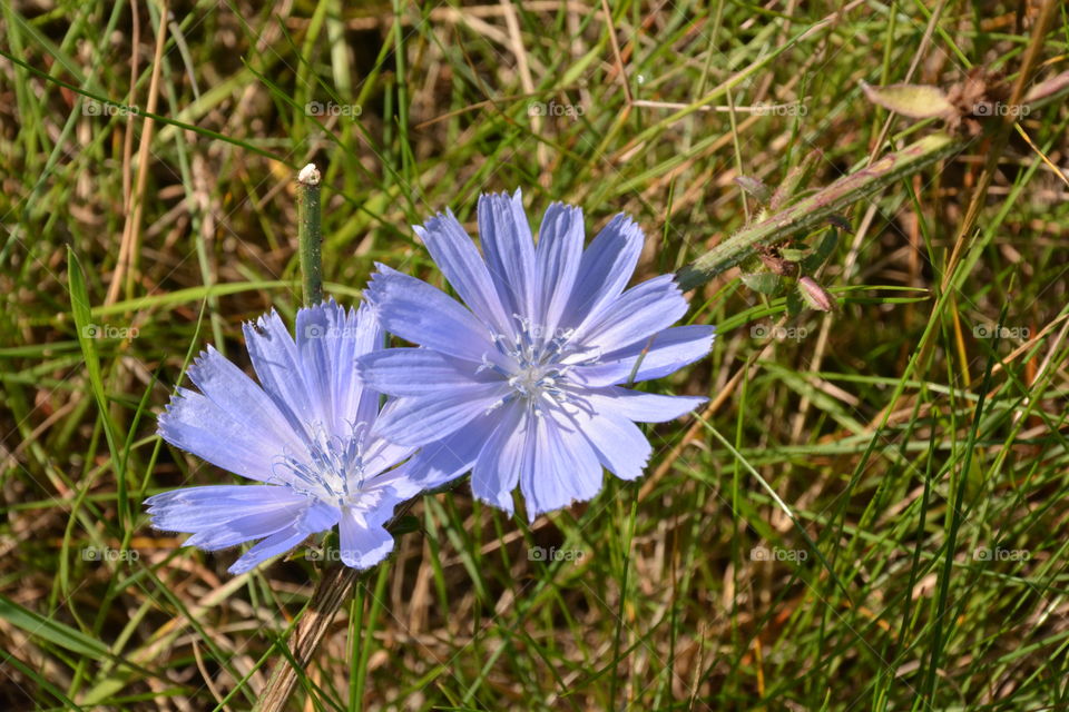 Blue flower