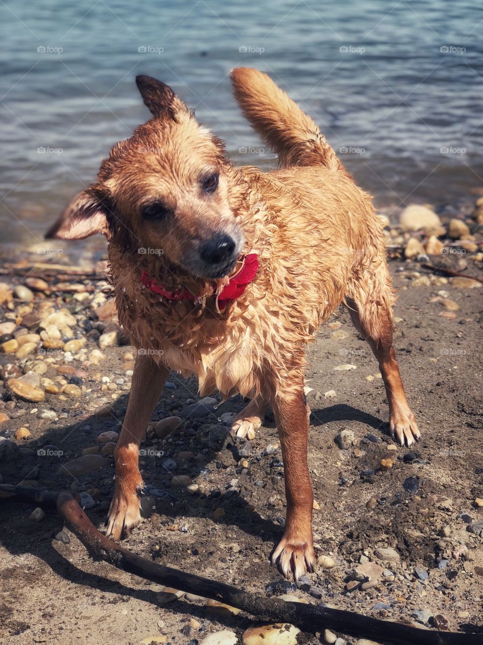 Wet dog shaking off water from playing in the lake. Red in fur colour standing on a rocky and samdy beach. Sun shining and dog looks silly. Cute red collar. 
