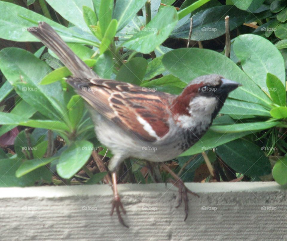 Sparrow balancing on a wall in the garden