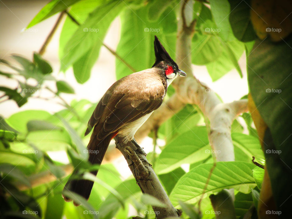 The red-whiskered bulbul (Pycnonotus jocosus), or crested bulbul, is a passerine bird found in Asia. It is a member of the bulbul family.