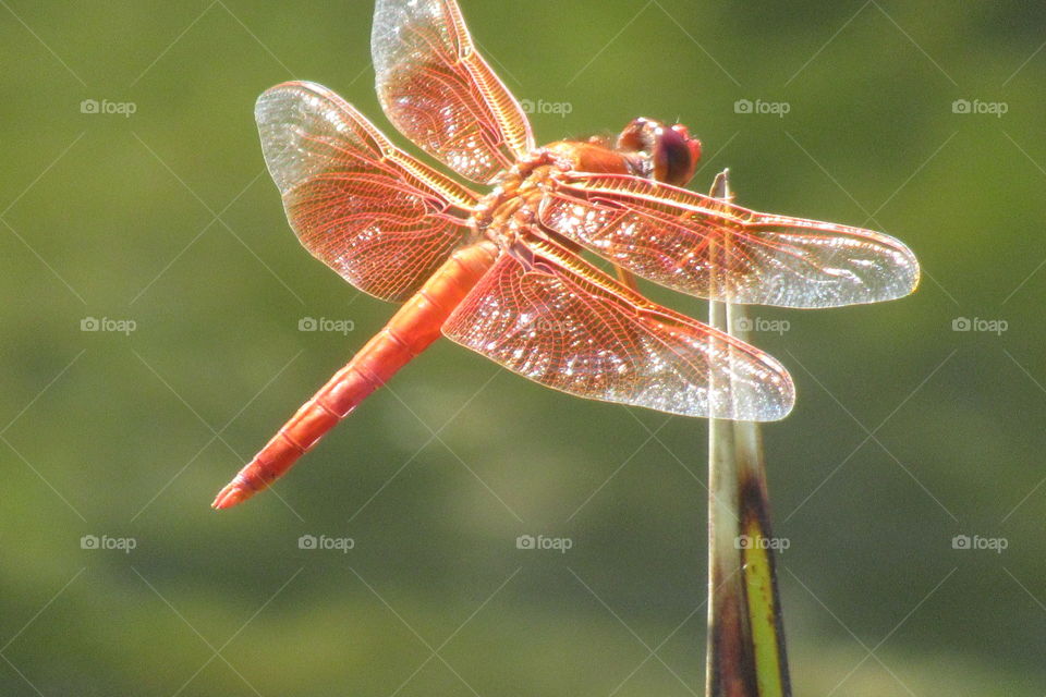 Red dragonfly