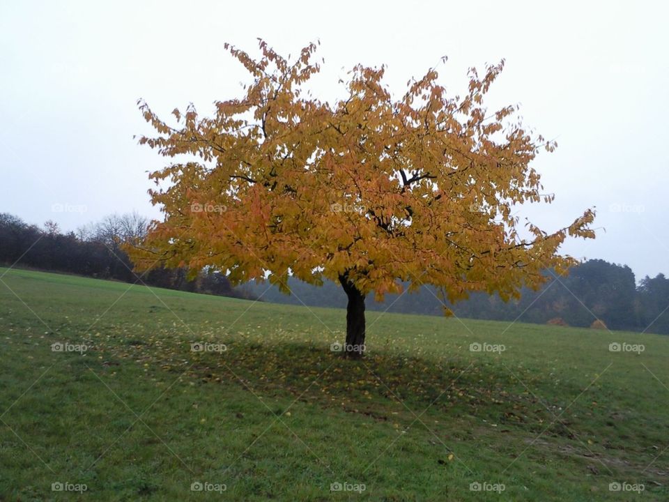 cherrytree in autumn