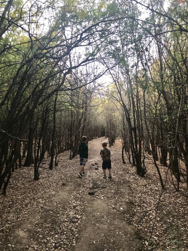 Pathway of trees- Walking in the forest 