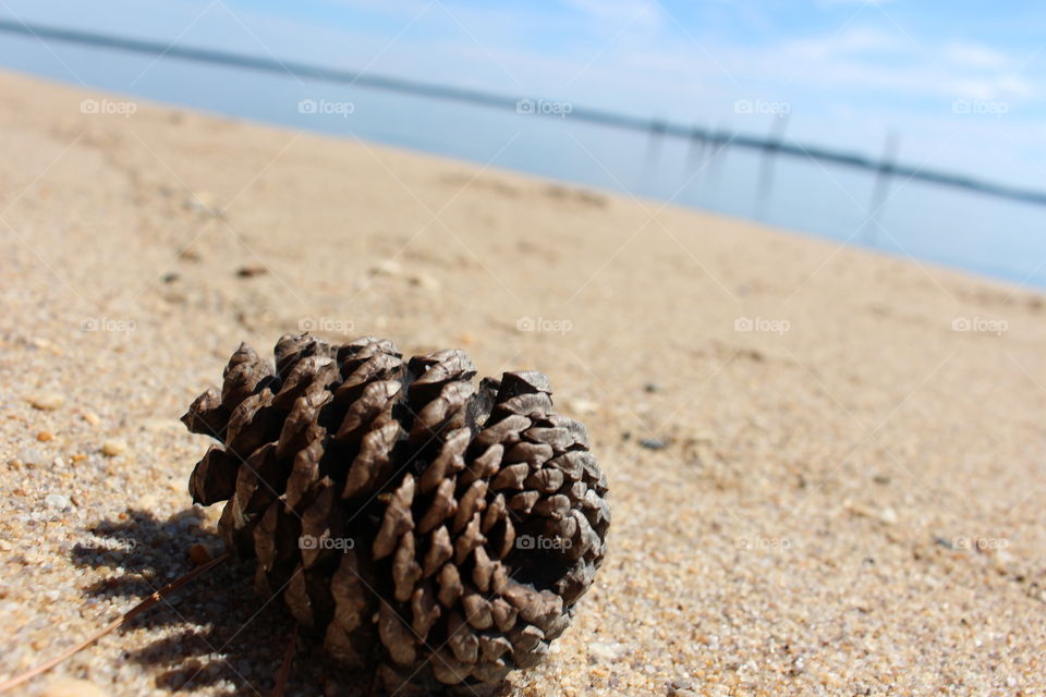 Pinecone 