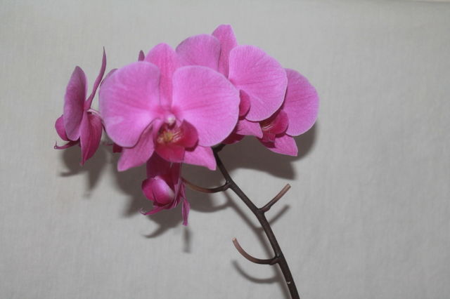 Orchid