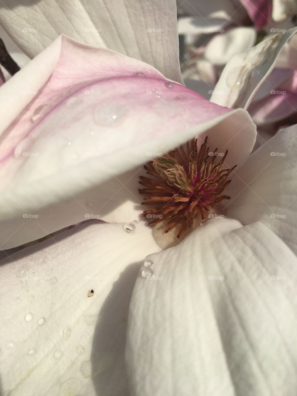 Springtime on magnolia flower