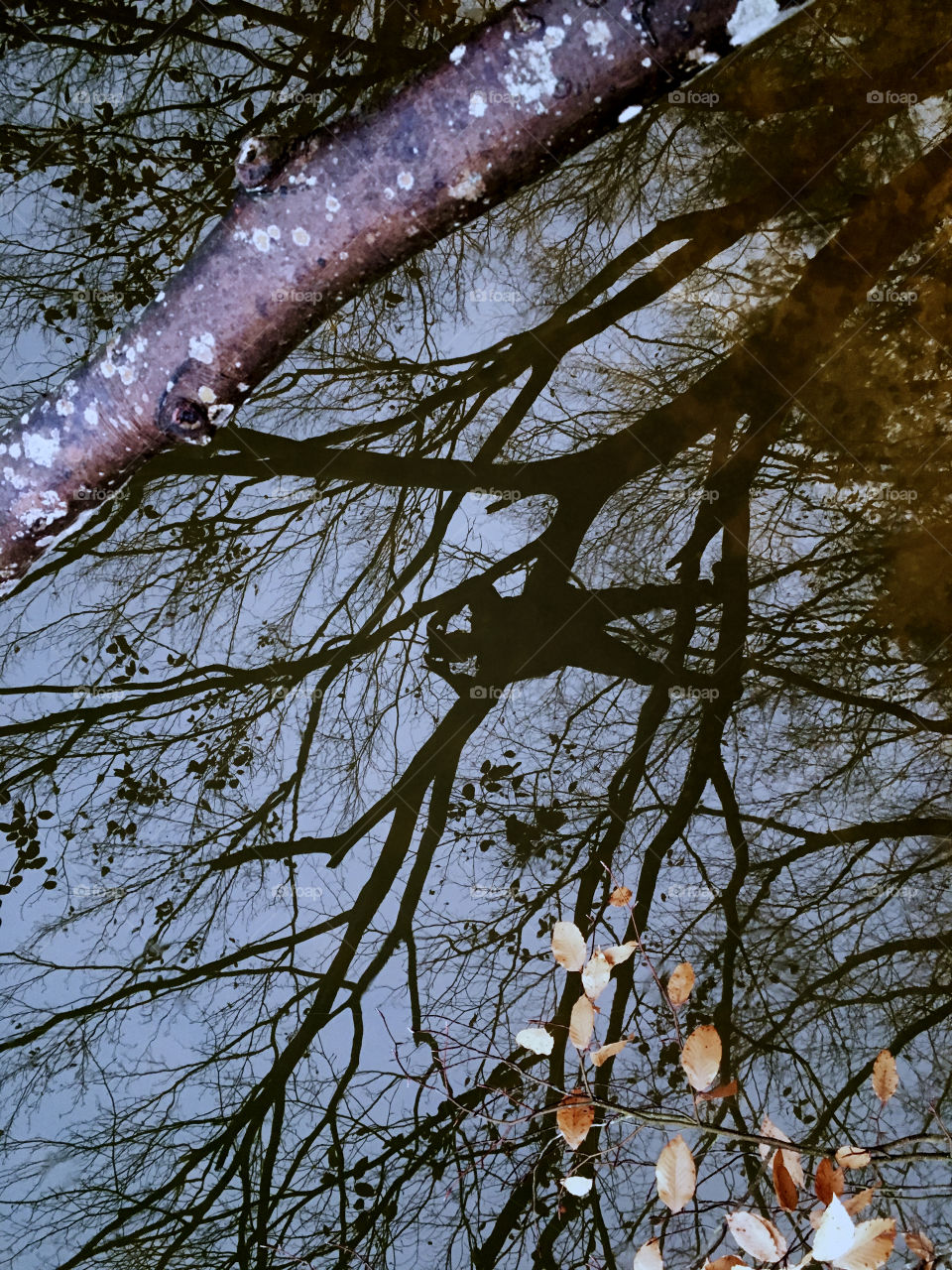 See? I do mirror selfies too! Crystal clear reflection of a tree with a man in it as he clicks a photo over the lake while leaning on the branches. 