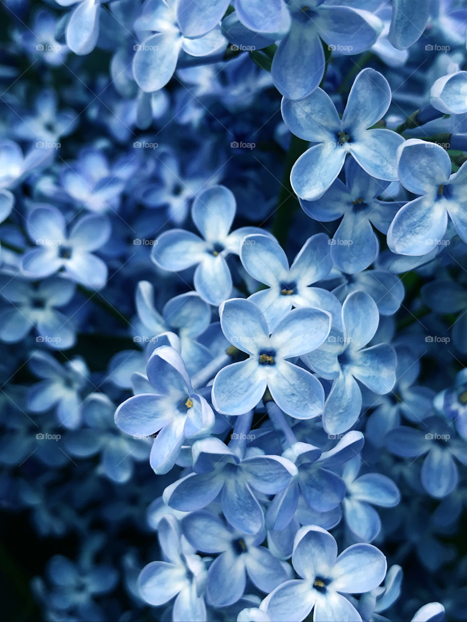 Blue lilac flowers 
