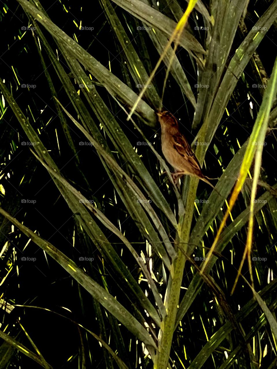 A little bird is standing on a palm tree 