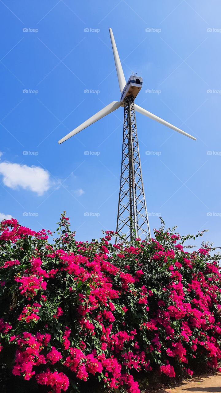 Majenta Flowers view behind a wind mill