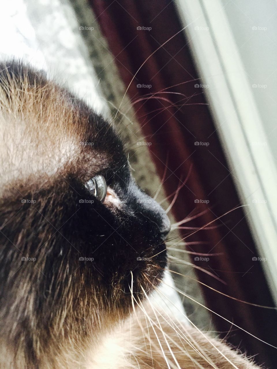 Close up of cat face looking on the window