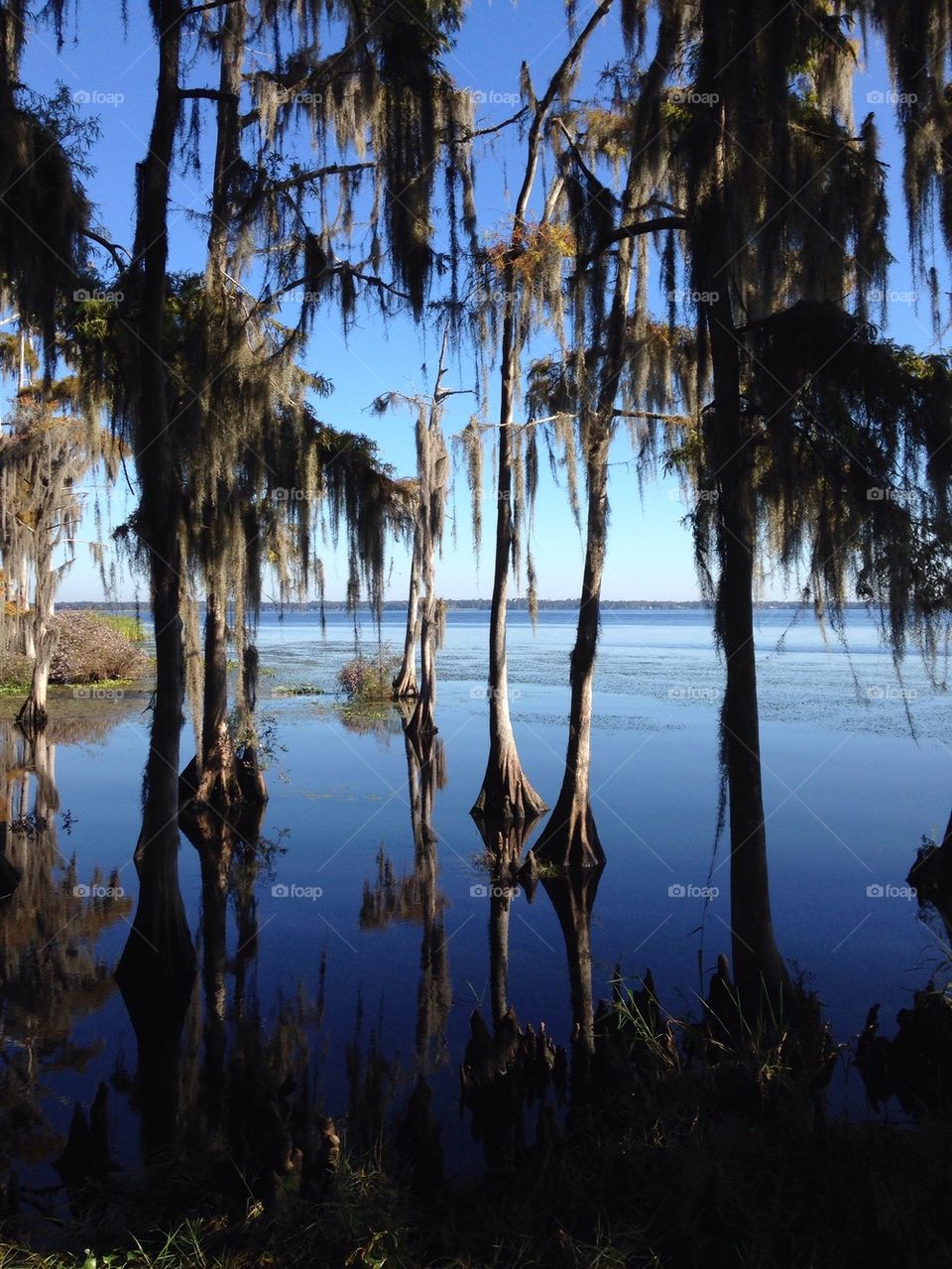 Trees in river