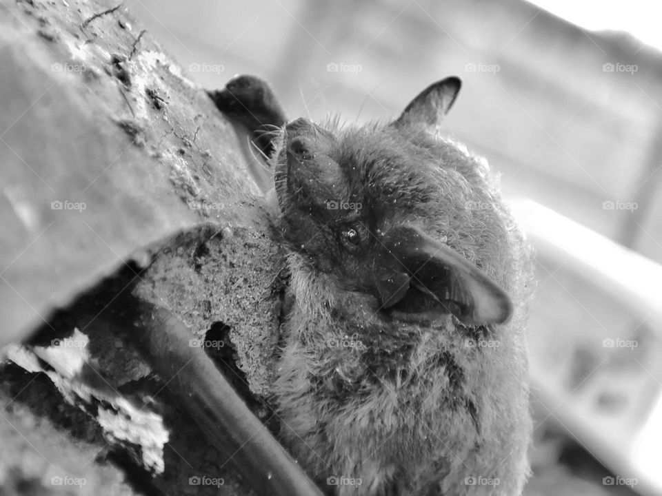 Nathusius's pipistrelle, Animal
