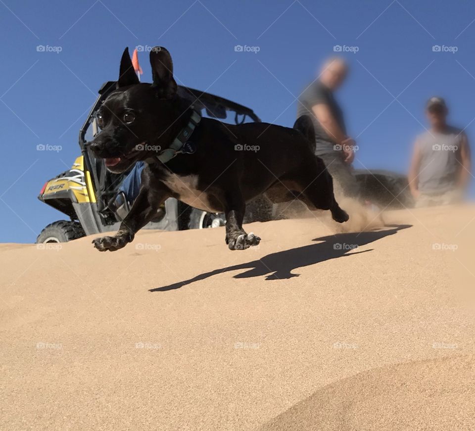 Diggin’ the sand dunes! Just a dune dog!