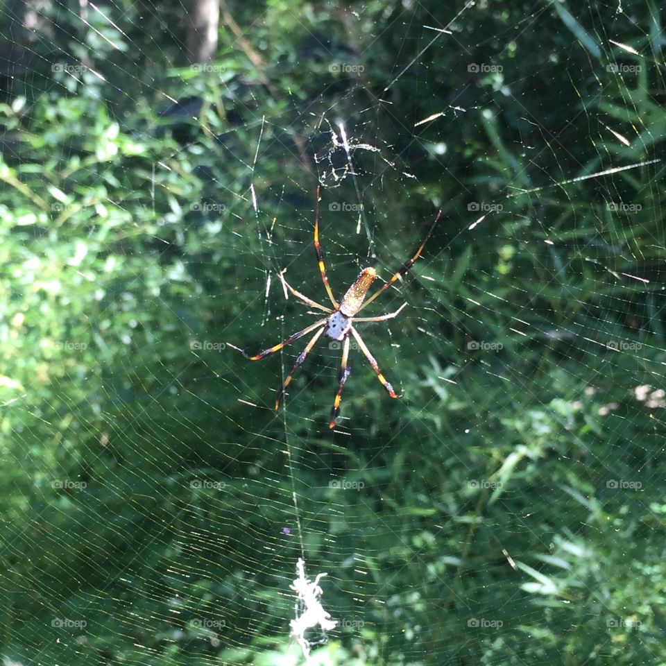 Spider web. One of south carolinas creepiest residents 