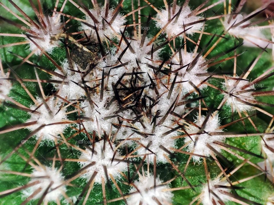 Macro photo of a green cactus growing in a pot