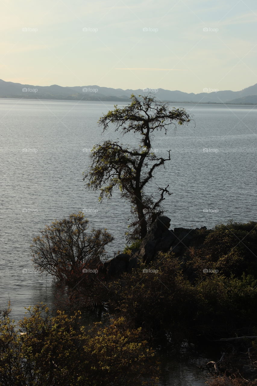 Lone Tree Clear Lake