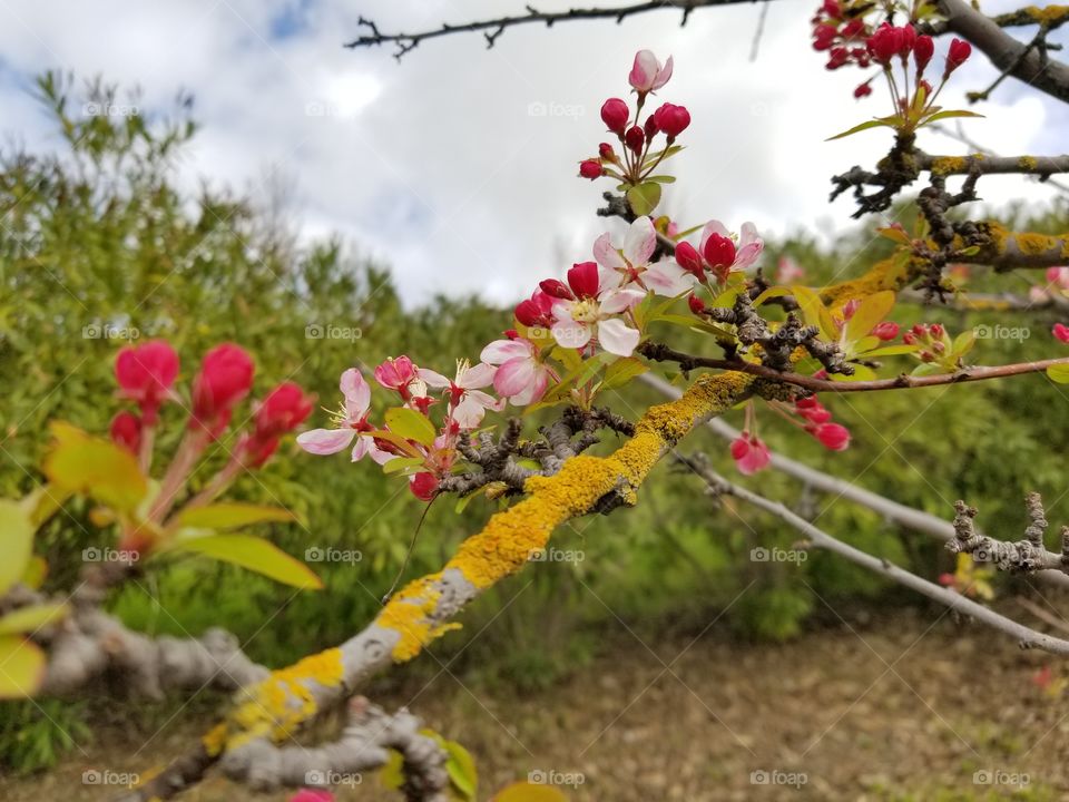 Cherry blossom in spring