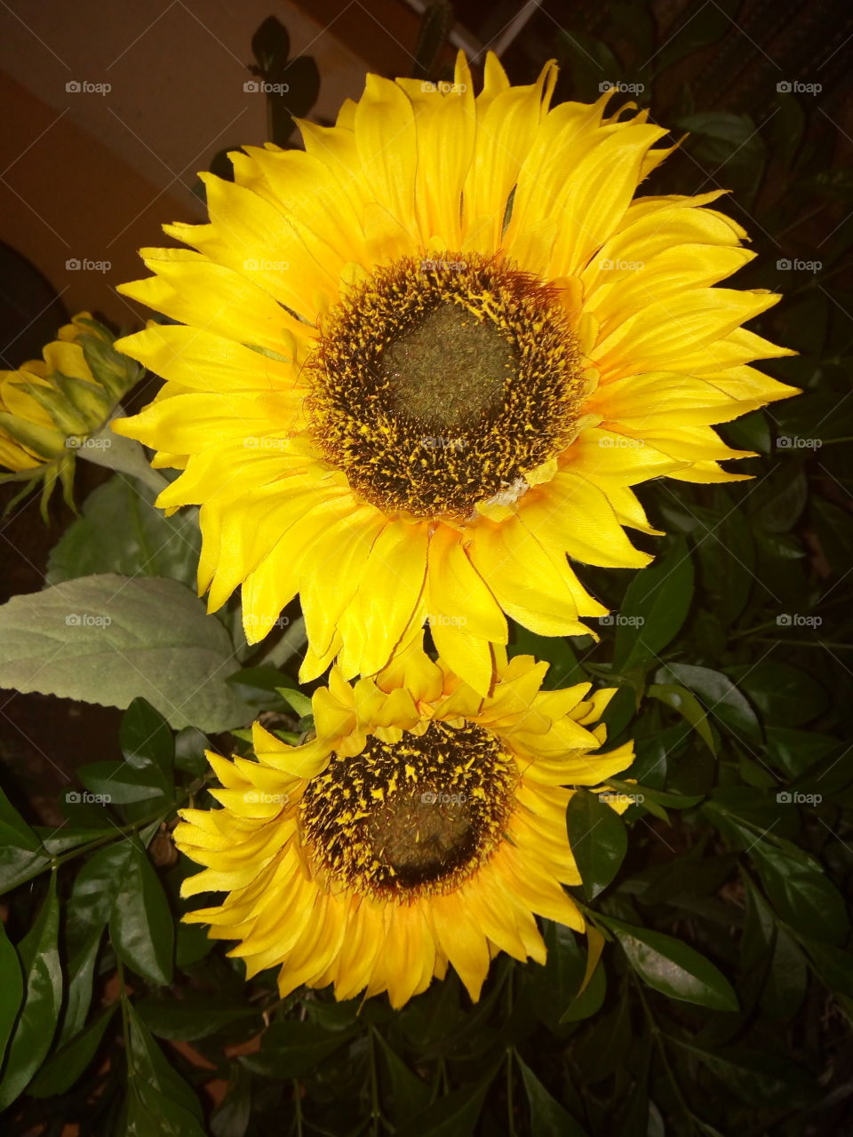 sun flower