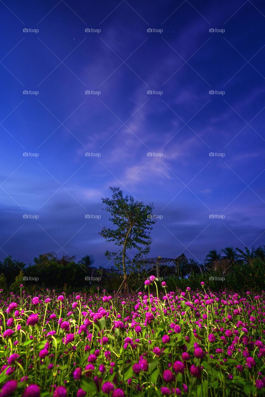 flower field