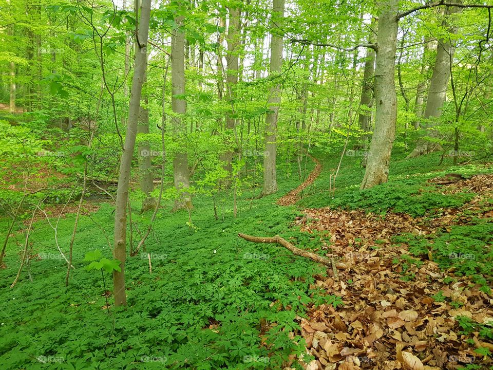 Beech forest in the spring