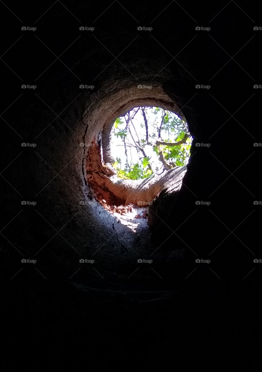 From inside a tree.