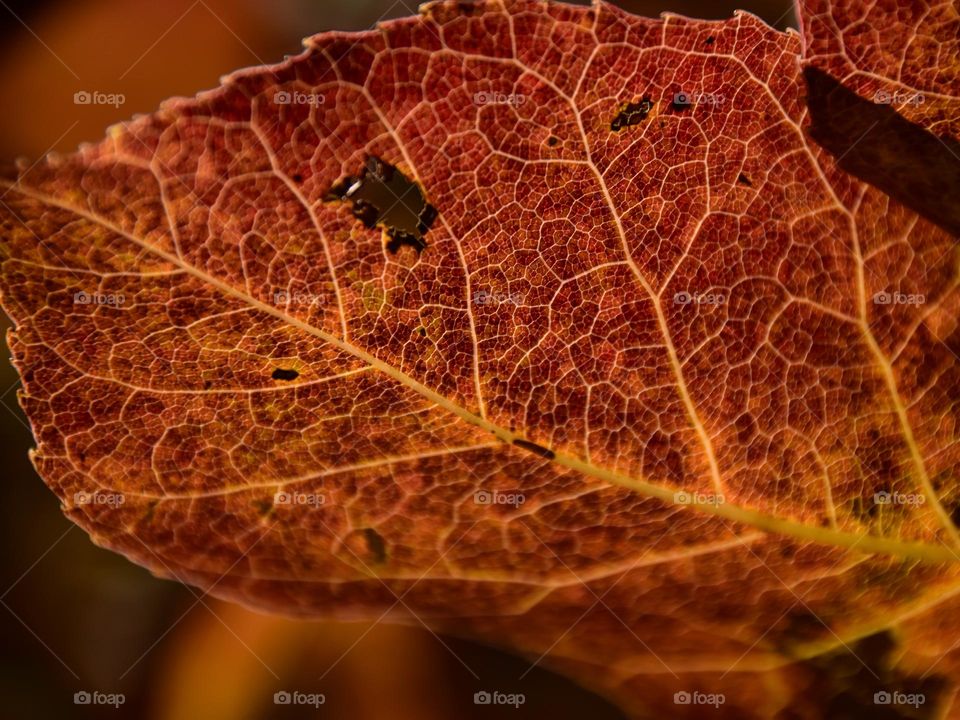 Red Leaf