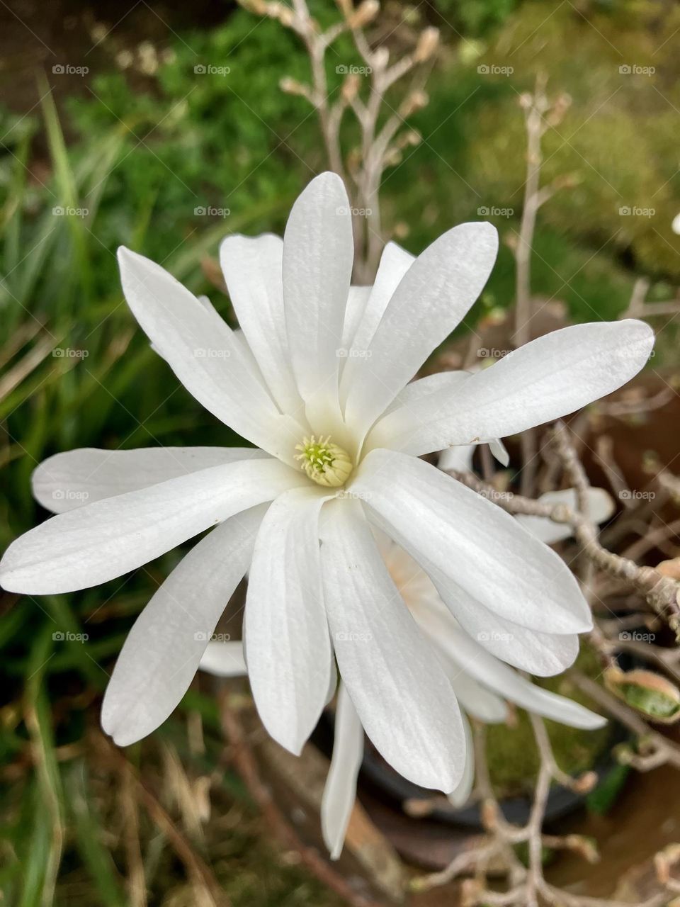 This is a rare photo of my Magnolia plant in flower as for some reason it doesn’t bloom every year ?!?! Any advice or tips from any “Garden Loving Foapers” reading this are most welcome …  2022’s weather was obviously perfect for it ! 